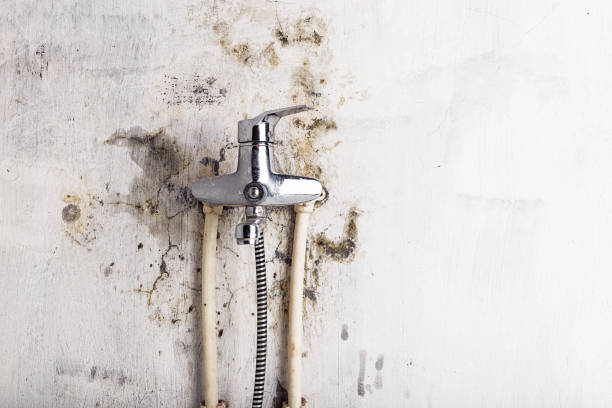 Best Mold Damage Repair  in Tallmadge, OH