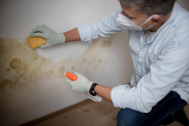 Best Mold Damage Repair  in Tallmadge, OH