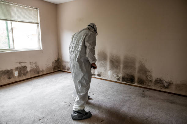 Office Mold Removal Services in Tallmadge, OH